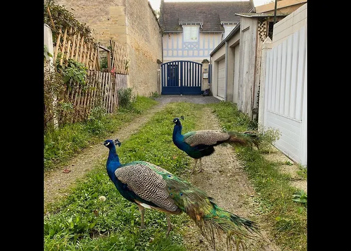 Balaena - Maison Avec Jardin Proche Prázdninový dům Luc-sur-Mer